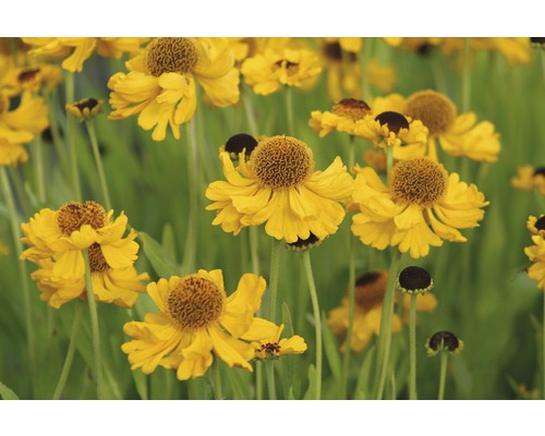 Hélénie de Bigelove FloraSelf Helenium bigelovii 'The Bishop' h 5-30 cm Co 0,5 l Fleurs d''hélénie jaune dans le jardin.