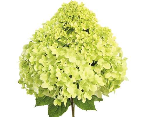 Hortensia avec fleur