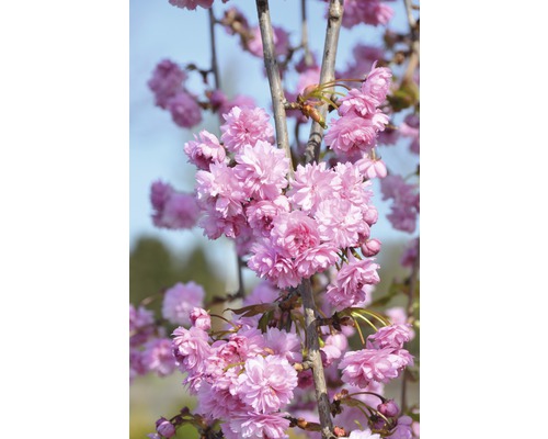 Cerisier du Japon suspendu FloraSelf Prunus serrulata 'Kiku-shidare-Zakura' demi-tige 125 cm H 125-150 cm Co 18 L