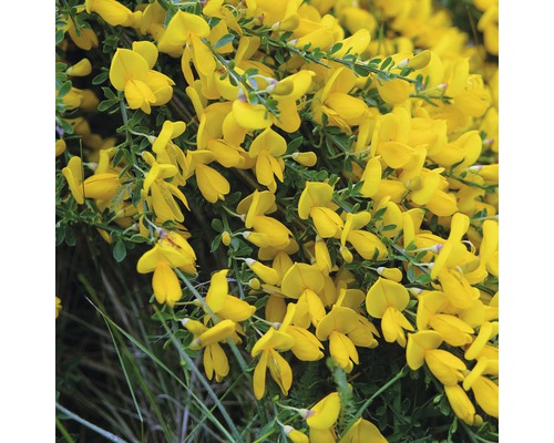 Genêt à balais FloraSelf Cytisus scoparius 'Golden Sunlight' demi-tige 80 cm H 100-125 cm Co 18 L