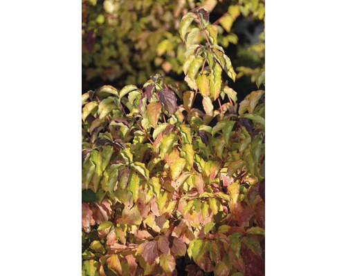 Cornouiller sanguin FloraSelf Cornus sanguineum 'Anny's Winter Orange' H 80-100 cm Co 10 L