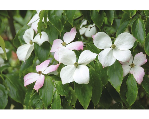 Chinesischer Blumen-Hartriegel FloraSelf Cornus kousa 'Teutonia' H 100-125 cm Co 18 L