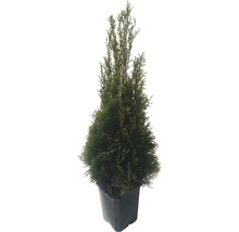 Lebensbaum FloraSelf Thuja occidentalis 'Smaragd' H 60-80 cm im ClickCo-thumb-1