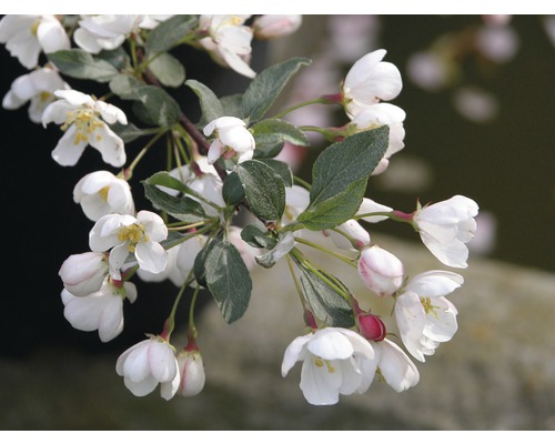 Pommier japonais FloraSelf Malus toringo 'Tina' demi-tige 40 cm H 60-100 cm Co 6 L Branche de pommetier d''ornement en fleurs avec fleurs et feuilles
