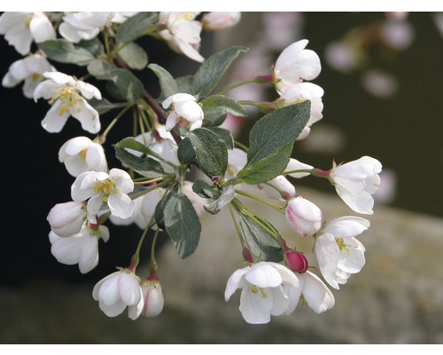 Zierapfel FloraSelf Malus toringo 'Tina' Halbstamm 40 cm H 60-100 cm Co 6 L