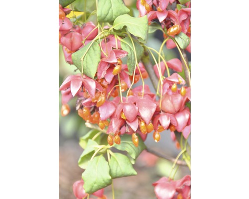 Großfrüchtiges Pfaffenhütchen FloraSelf Euonymus planipes H 80-100 cm Co 18 L Euonymus Busch mit Blüten und Früchten