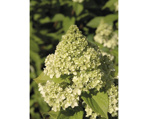 Hortensia paniculé FloraSelf Hydrangea paniculata 'Limelight' demi-tige 125 cm h 150-175 cm Co 18 l