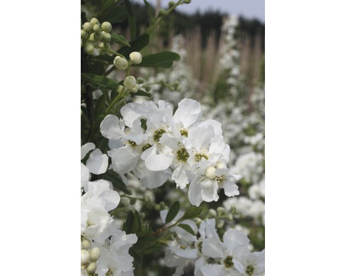 Arbre aux perles retombante FloraSelf Exochorda macrantha 'The Bride' H 40-60 cm Co 6 L