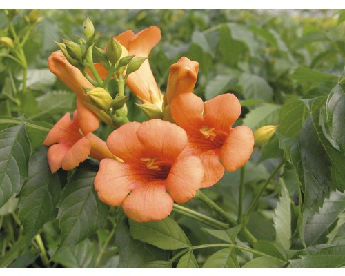 Bignone en espalier FloraSelf Campsis tagliabuana 'Indian Summer' H env. 80 cm Co 6 L