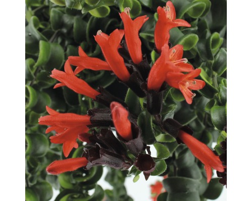 Gros plan d''une plante rouge à lèvres avec des fleurs rouges et des feuilles vertes.