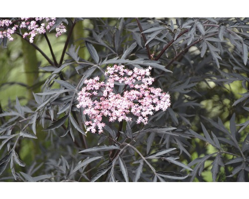 Holunder FloraSelf Sambucus nigra 'Black Lace' H 60-80 cm Co 10 L