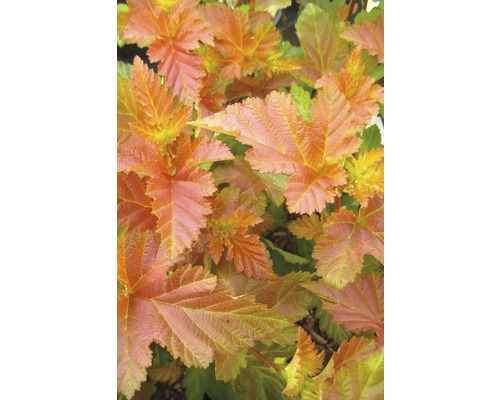 Physocarpe FloraSelf Physocarpus opulifolius 'Amber Jubilee' demi-tige 40 cm H 60-100 cm Co 6 L