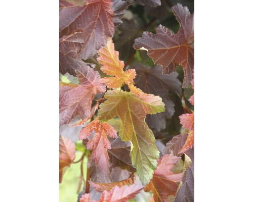 Physocarpe FloraSelf Physocarpus opulifolius 'Center Glow' demi-tige 40 cm H 60-100 cm Co 6 L