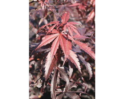 Érable du Japon FloraSelf Acer palmatum 'Skeeter's Broom' H 80-100 cm Co 10 L Érable avec des feuilles à lobes multiples