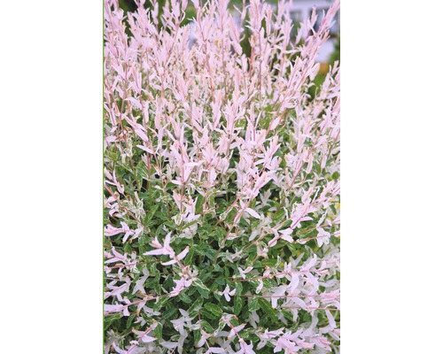 Weide FloraSelf Salix integra 'Flamingo' Halbstamm 100 cm H 150-175 cm Co 18 L Harlekinweide in der Detailansicht