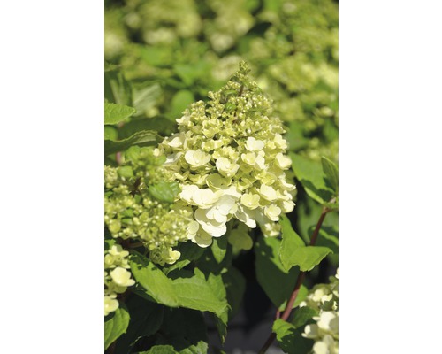 Rispenhortensie FloraSelf Hydrangea paniculata 'Magical Mont Blanc' H 80-100 cm Co 10 L