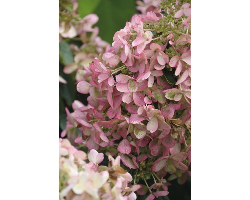 Hortensia paniculé FloraSelf Hydrangea paniculata 'Wim´s Red' ®h 80-100 cm Co 10 l