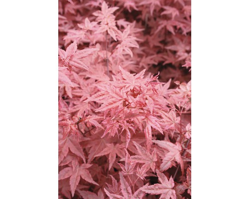 Fächerahorn FloraSelf Acer palmatum 'Beni-Maiko' H 80-100 cm Co 10 L