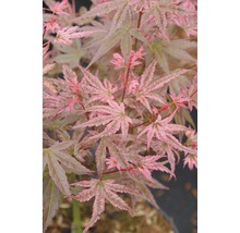 Gros plan sur un érable aux feuilles délicates