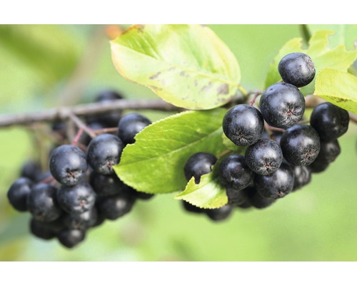 Apfelbeere, Aronia FloraSelf Aronia melanocarpa 'Autumn Magic' H 40-60 cm Co 4,5 L Aronia-Beeren an einem Zweig mit Blättern