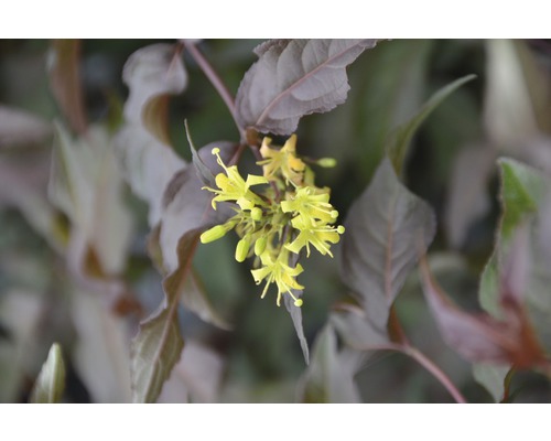 Weigela américaine FloraSelf Diervilla splendens 'Diva' H 30-50 cm Co 6 L