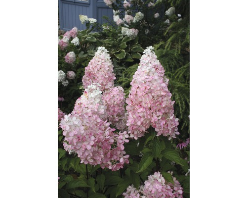 Hortensia paniculé FloraSelf Hydrangea paniculata 'Pinky Winky' demi-tige 125 cm h 150-175 cm Co 18 l