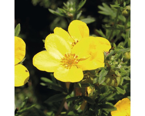 Potentille frutescente FloraSelf Potentilla fruticosa 'Kobold' H 30-40 cm Co 2,8 L Fleur de potentille jaune à cinq pétales et feuilles vertes