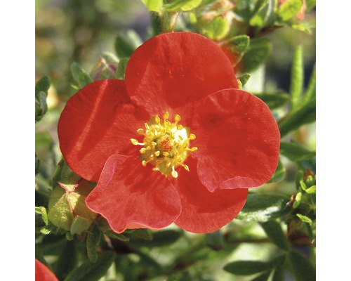 Fünffingerstrauch FloraSelf Potentilla fruticosa 'Red Ace' H 30-40 cm Co 2,8 L