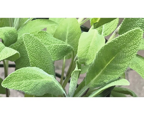 Véritable sauge, sauge culinaire, sauge médicinale Salvia officinalis h 5-20 cm Co 0,5 l