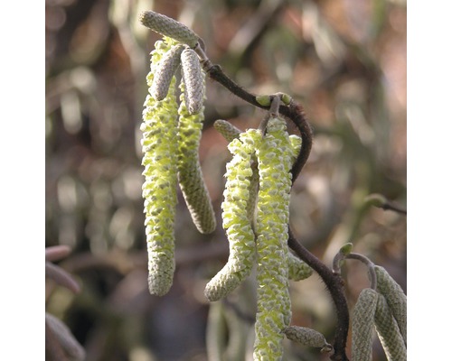 Korkenzieher-Hasel FloraSelf Corylus avellana 'Contorta' H 100-125 cm Co 15 L Nahaufnahme von Haselkätzchen an einem Zweig