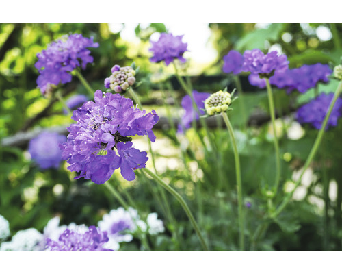 Scabieuse colombaire FloraSelf Scabiosa columbaria 'Butterfly Blue' h 5-50 cm Co 0,5 l