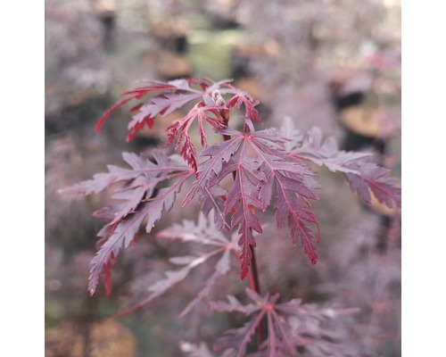 Érable palmé FloraSelf Acer palmatum 'Firecracker' H 40-50 cm Co 4,5 L