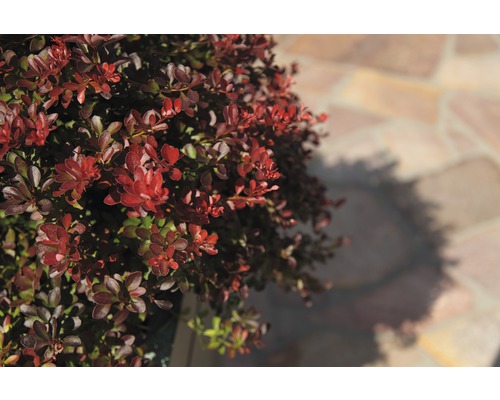 Berberitze FloraSelf Berberis thunbergii 'Atropurpurea Nana' H 30-40 cm Co 4,5 L-0