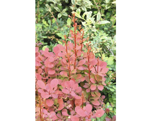 Épine-vinette FloraSelf Berberis thunbergii 'Ornage Rocket'® H 30-40 cm Co 4,5 L