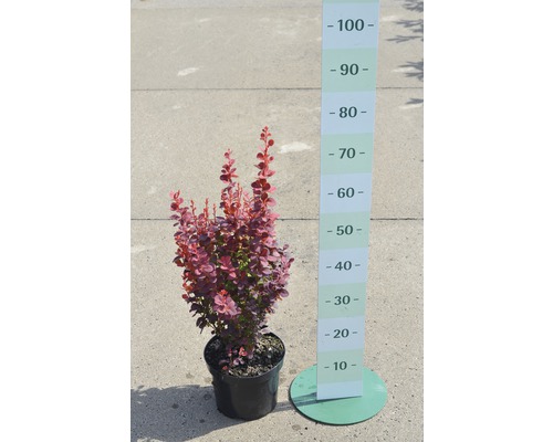 Berberitze im Topf mit Größenangabe