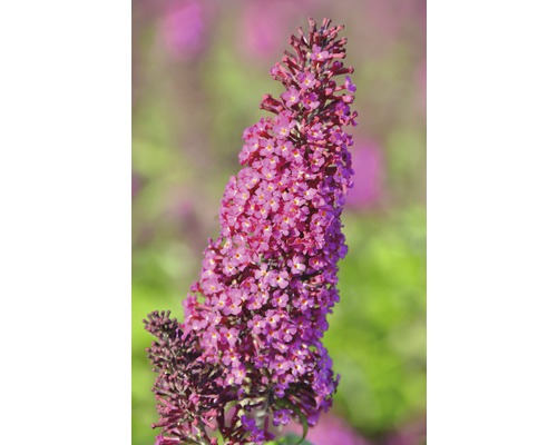 Buddleja FloraSelf Buddleja davidii 'Funky Fuchsia' H 60-80 cm Co 4,5 L