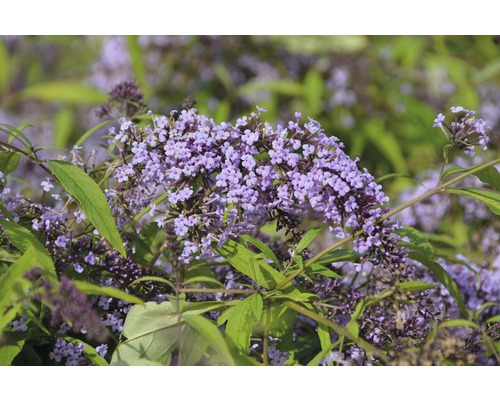 Sommerflieder FloraSelf Buddleja davidii 'Wisteria Lane' H 60-80 cm Co 4,5 L Schmetterlingsflieder mit lila Blüten und grünen Blättern.