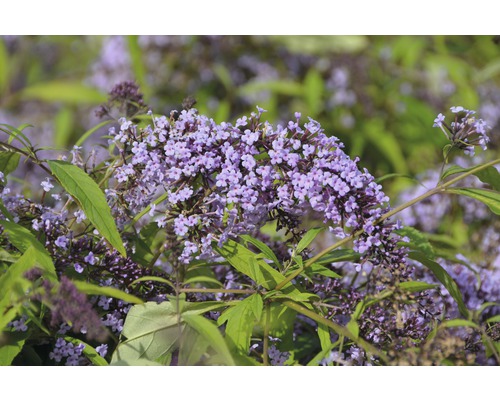 Buddleja FloraSelf Buddleja davidii 'Wisteria Lane' H 60-80 cm Co 4,5 L