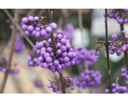 Arbuste aux bonbons FloraSelf Callicarpa bodinieri 'Profusion' H 50-60 cm Co 4,5 L Gros plan sur callicarpa avec des baies violettes sur les branches.