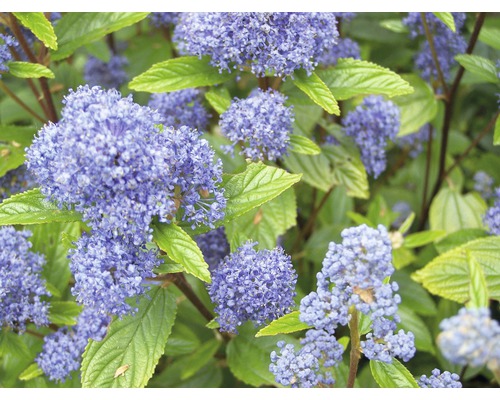 Céanothe FloraSelf Ceanothus delilianus 'Gloire d. Versailles' H 40-60 cm Co 4,5 L