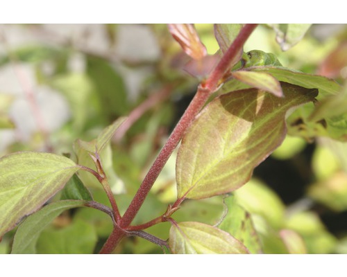 Hartriegel FloraSelf Cornus sanguineum 'Anny's Winter Orange' H 50-60 cm Co 4,5 L