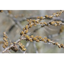 Branche d''argousier avec des boutons floraux
