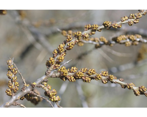 Branche d''argousier avec des boutons floraux