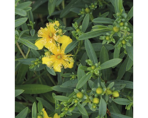 Johanniskraut FloraSelf Hypericum kalmianum 'Cobaltngold' H 40-50 cm Co 4,5 L