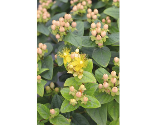 Johanniskraut FloraSelf Hypericum inodorum 'Magical Beauty' H 40-60 cm Co 4,5 L Johanniskraut Pflanze mit gelben Blüten und Beeren