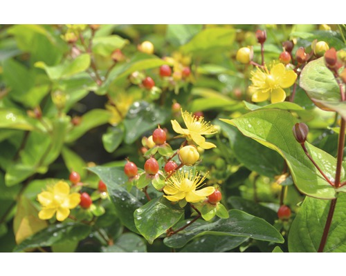 Johanniskraut FloraSelf Hypericum inodorum 'Magical Lightning' H 40-60 cm Co 4,5 L Johanniskraut mit gelben Blüten und roten Beeren