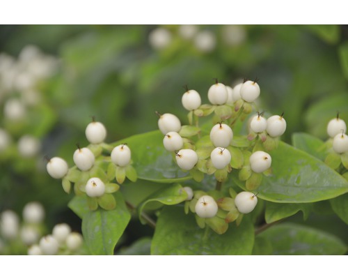 Millepertuis FloraSelf hypericum inodorum 'Magical White' H 40-60 cm Co 4,5 L