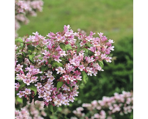 Kolkwitzia amabilis FloraSelf 'Pink Cloud' H 50-60 cm Co 4,5 L