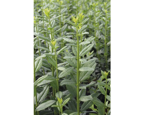 Säulen-Liguster FloraSelf Ligustrum vulgare 'Straight Talk' H 50-60 cm Co 4,5 L Gros plan de plantes de troène dans le jardin