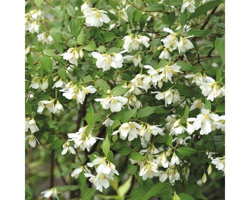 Gartenjasmin, Duftjasmin, Pfeifenstrauch FloraSelf Philadelphus 'Lemoinei' H 60-80 cm Co 4,5 L